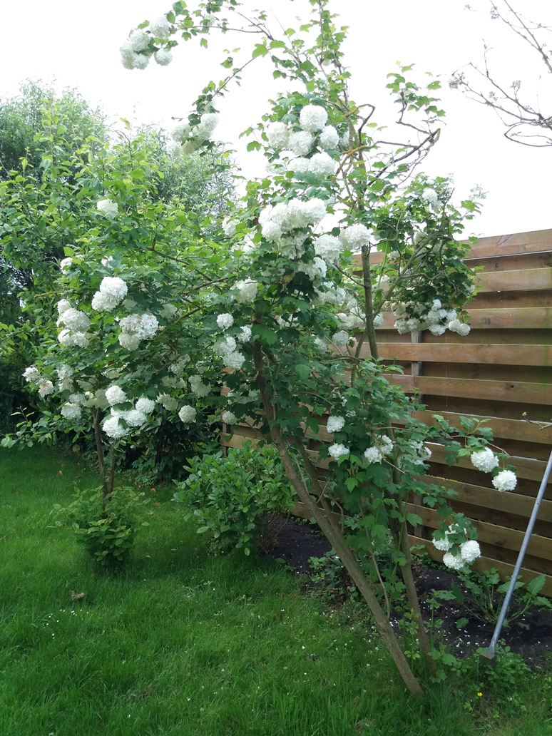 vormsnoeien sneeuwbal