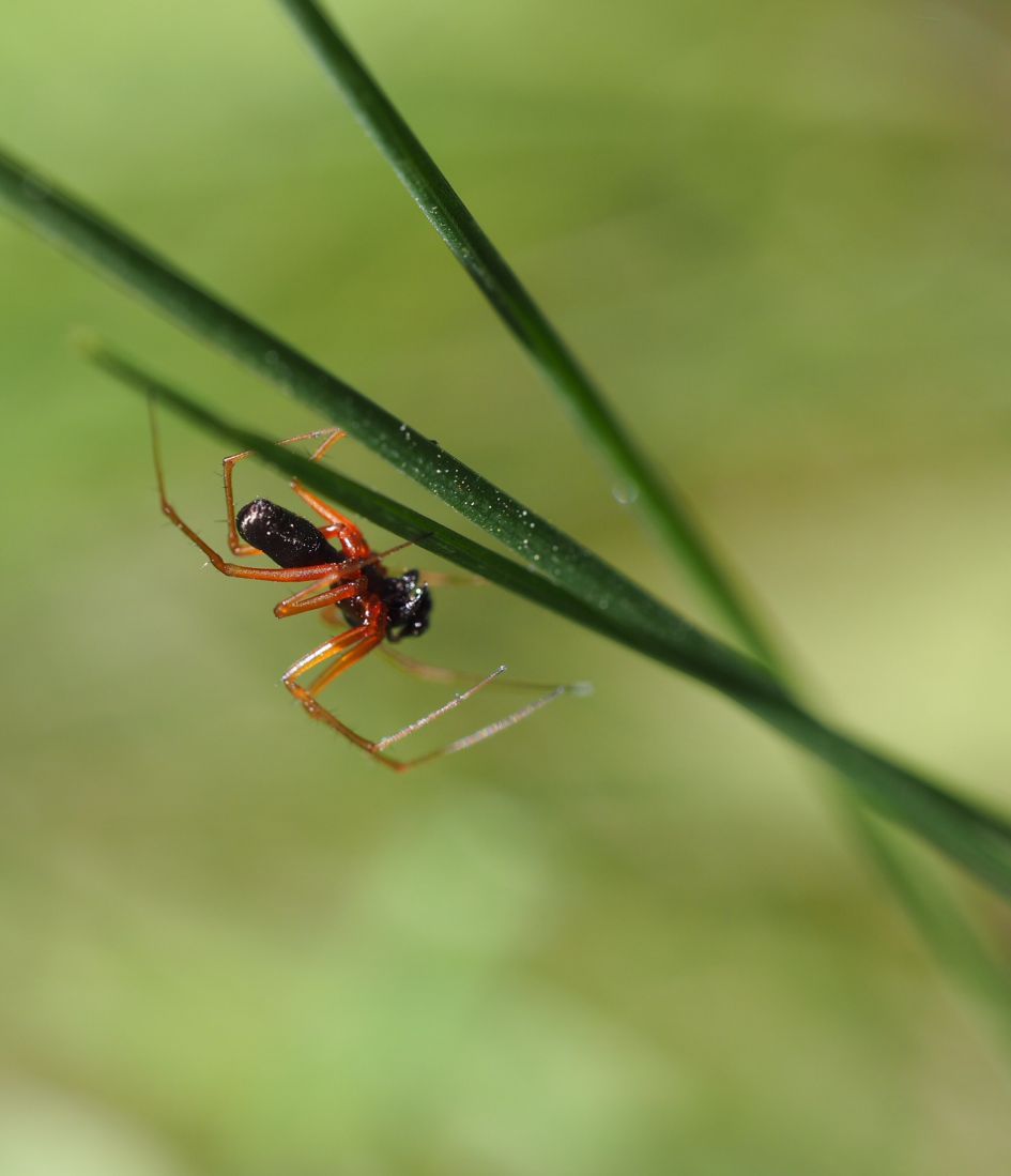 Welk spinnetje is dit?