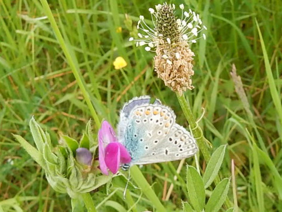 Foto van Icarusblauwtje die ik gisteren heb ge-upload