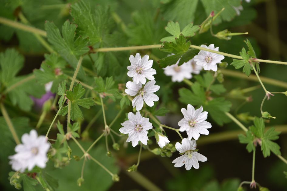 Is dit een hoornbloem of akkerhoornbloem?