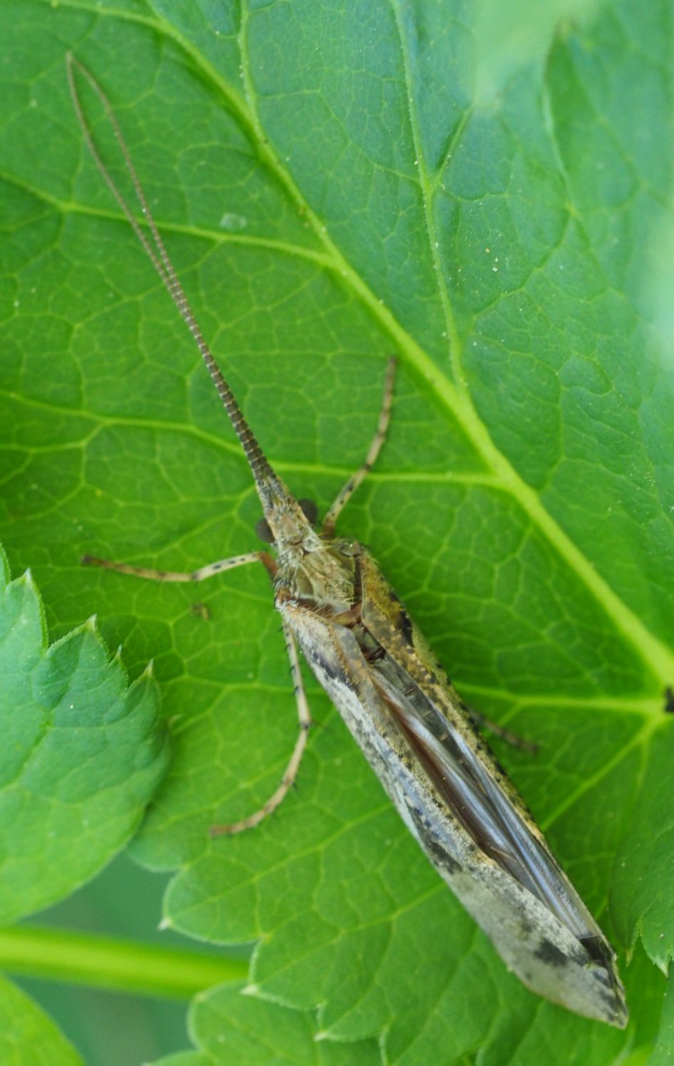 Langsprietmot, maar welke?