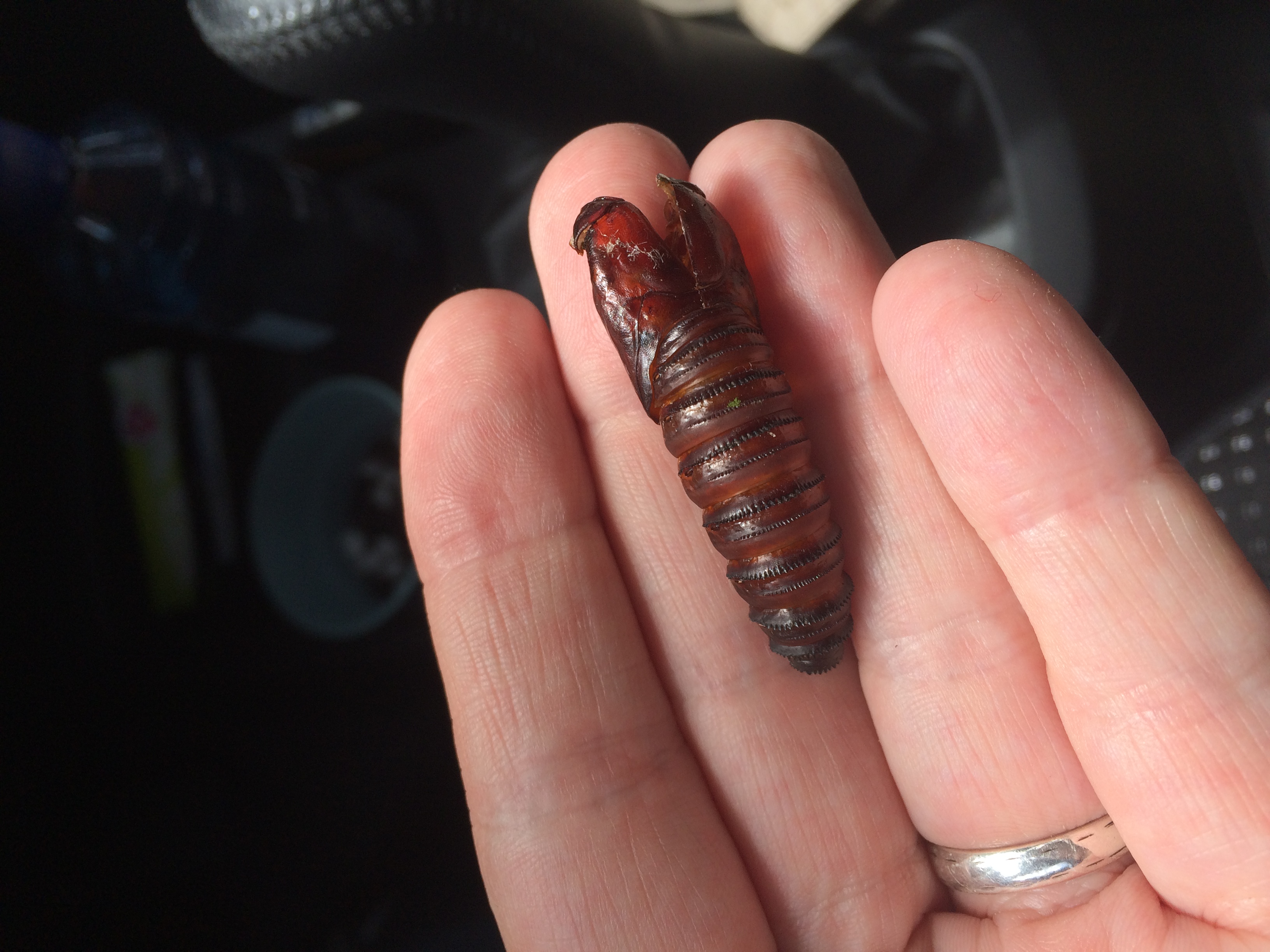 Welk dier is hieruit gekropen?