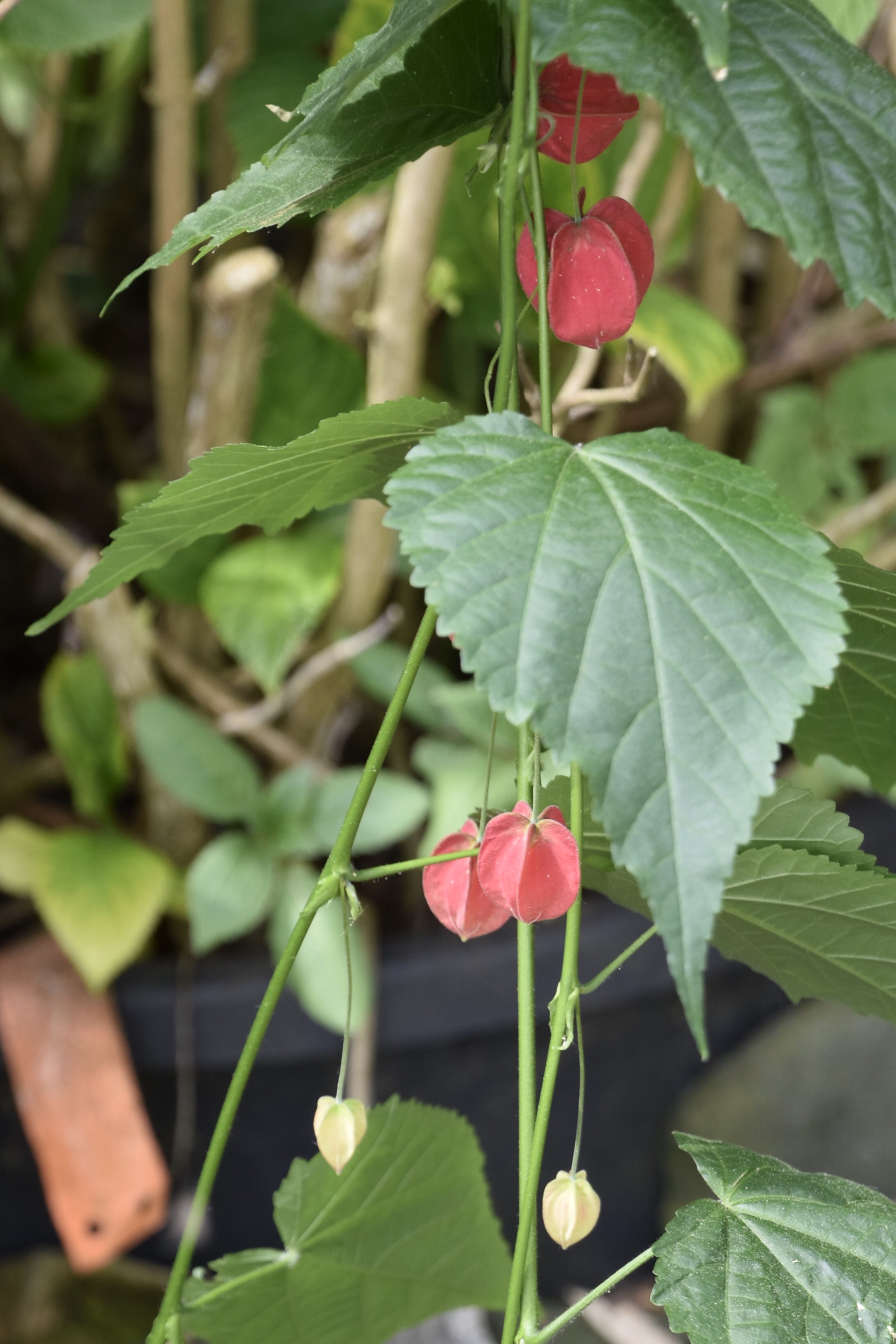 Ook deze plant is mij onbekend?