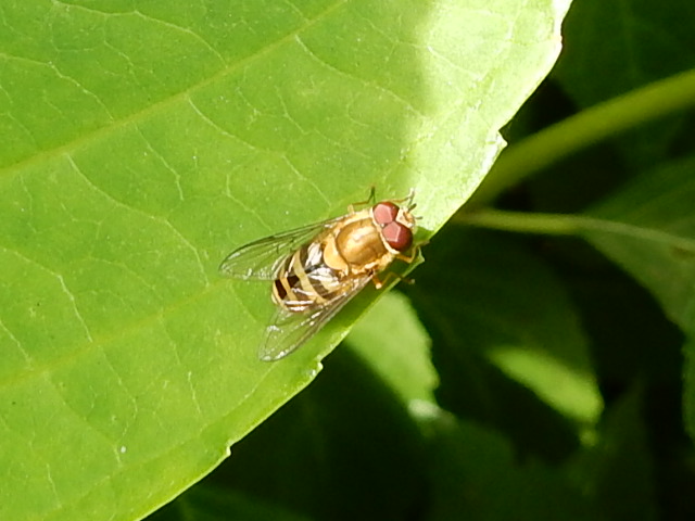 Is dit een Bessenbandzweefvlieg of een andere zweefvlieg?