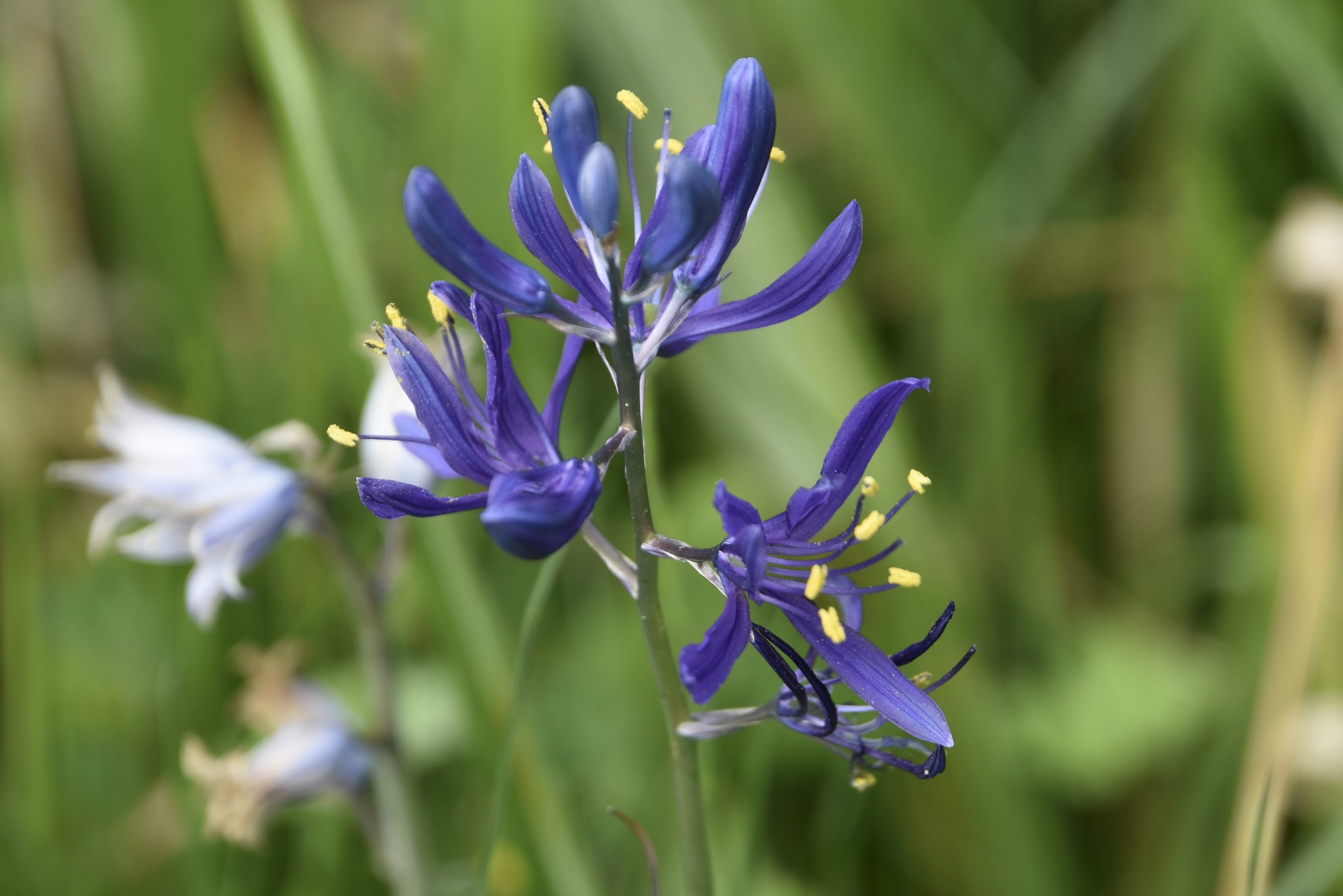 Weet iemand de naam van deze bloem?