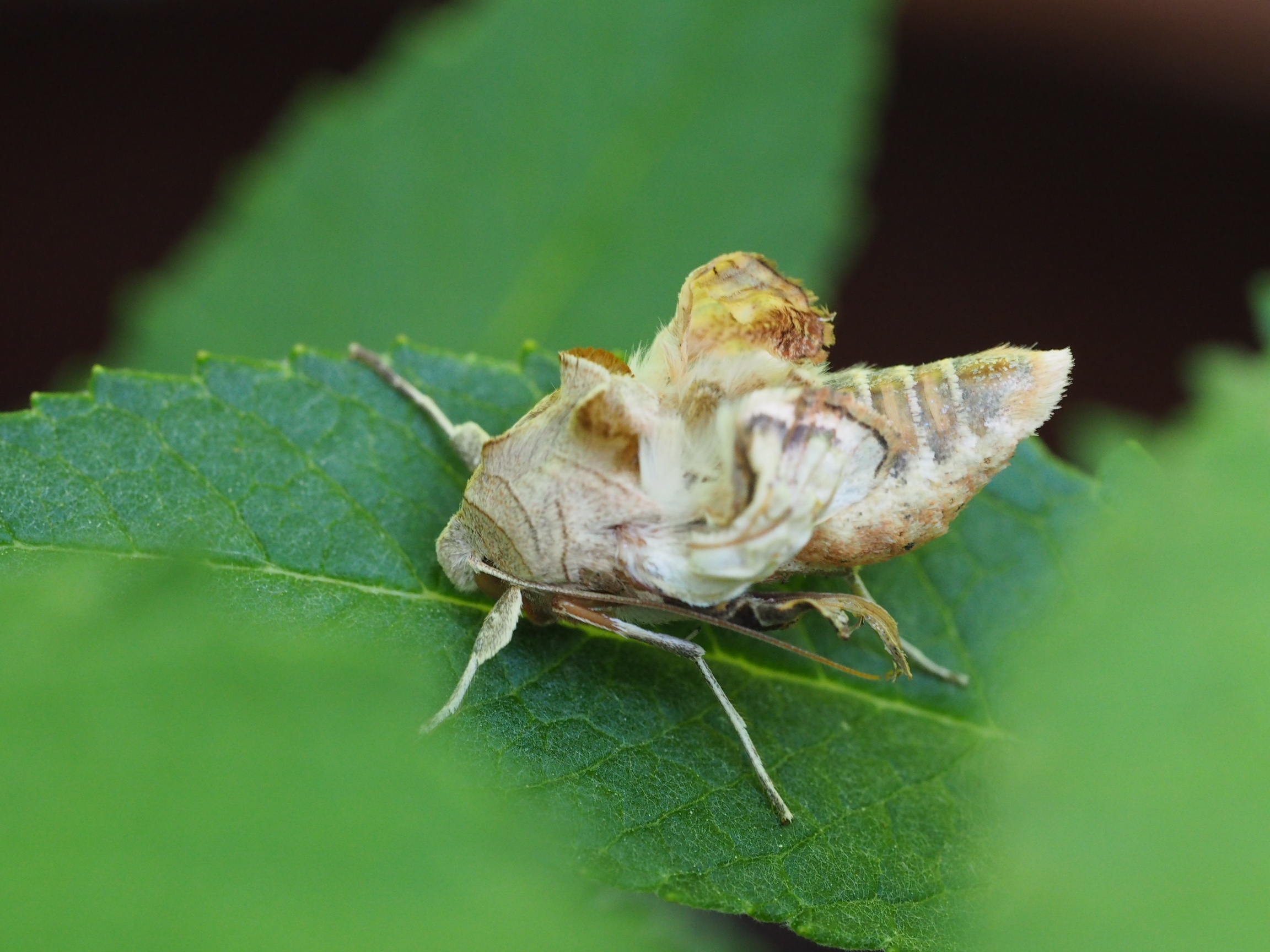 Welke vlinder of mot is dit?