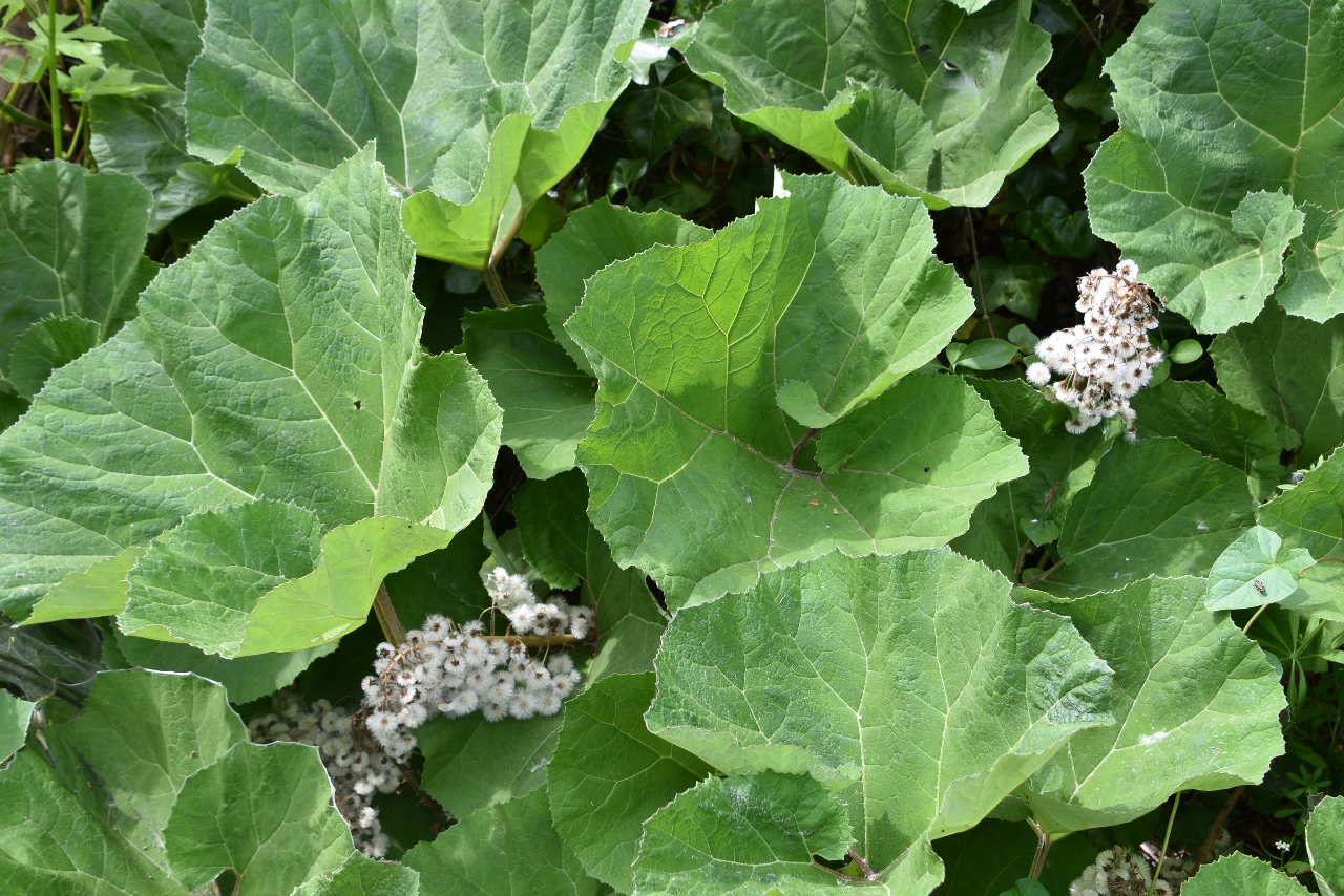 Zijn dit de bloemen van het groot hoefblad?