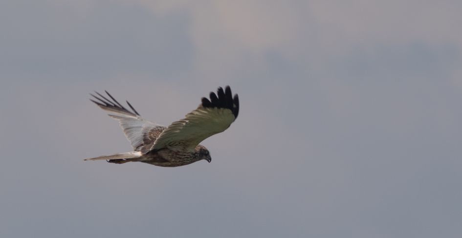 roofvogel