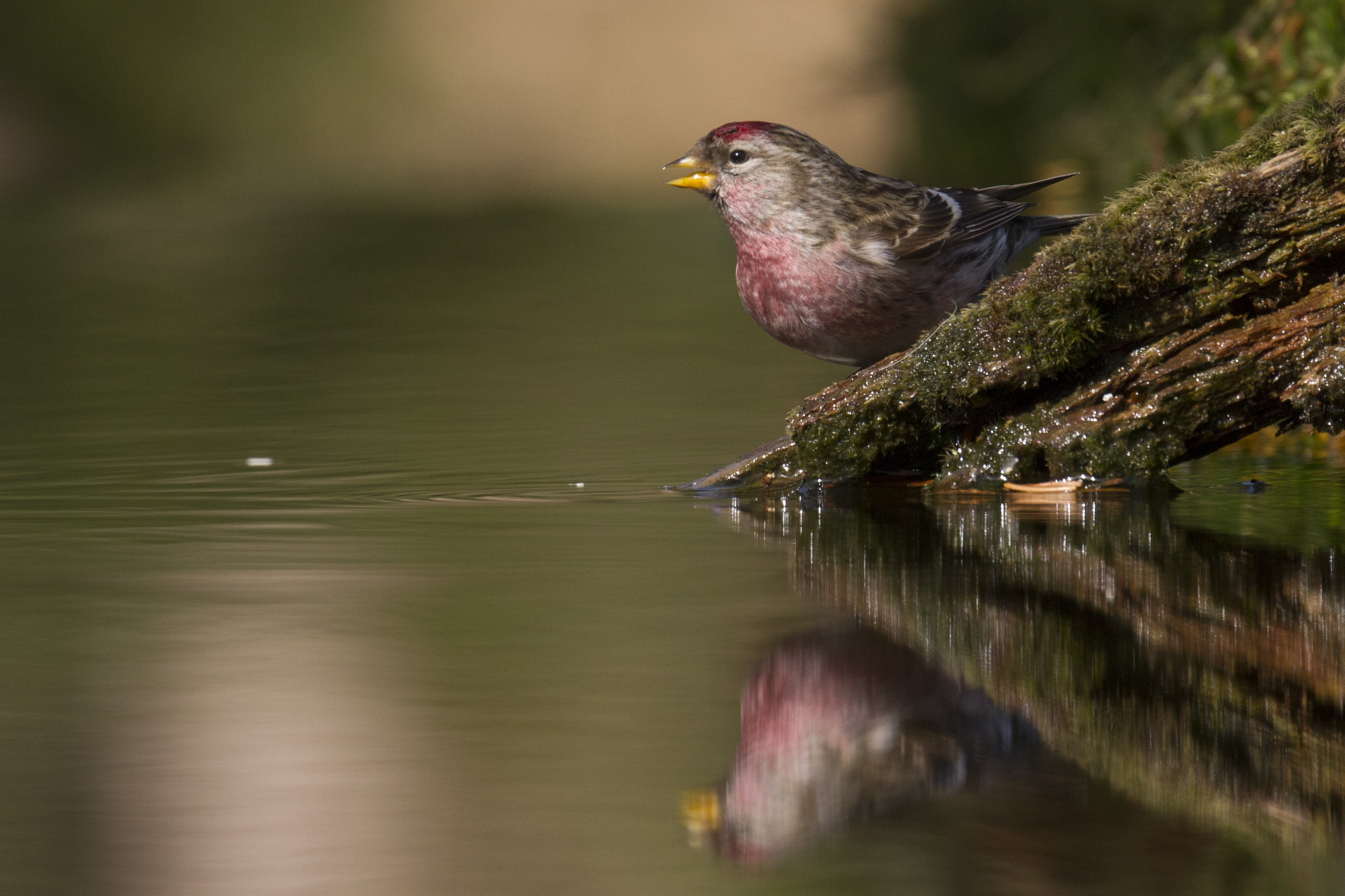 Welke vogel is dit?