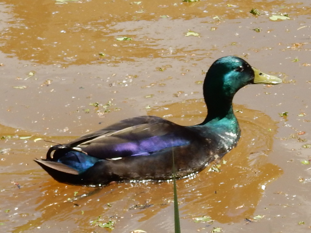 Zou dit een Cayugaeend zijn?