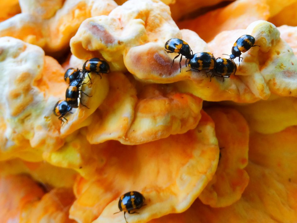 torretjes op zwavelzwam