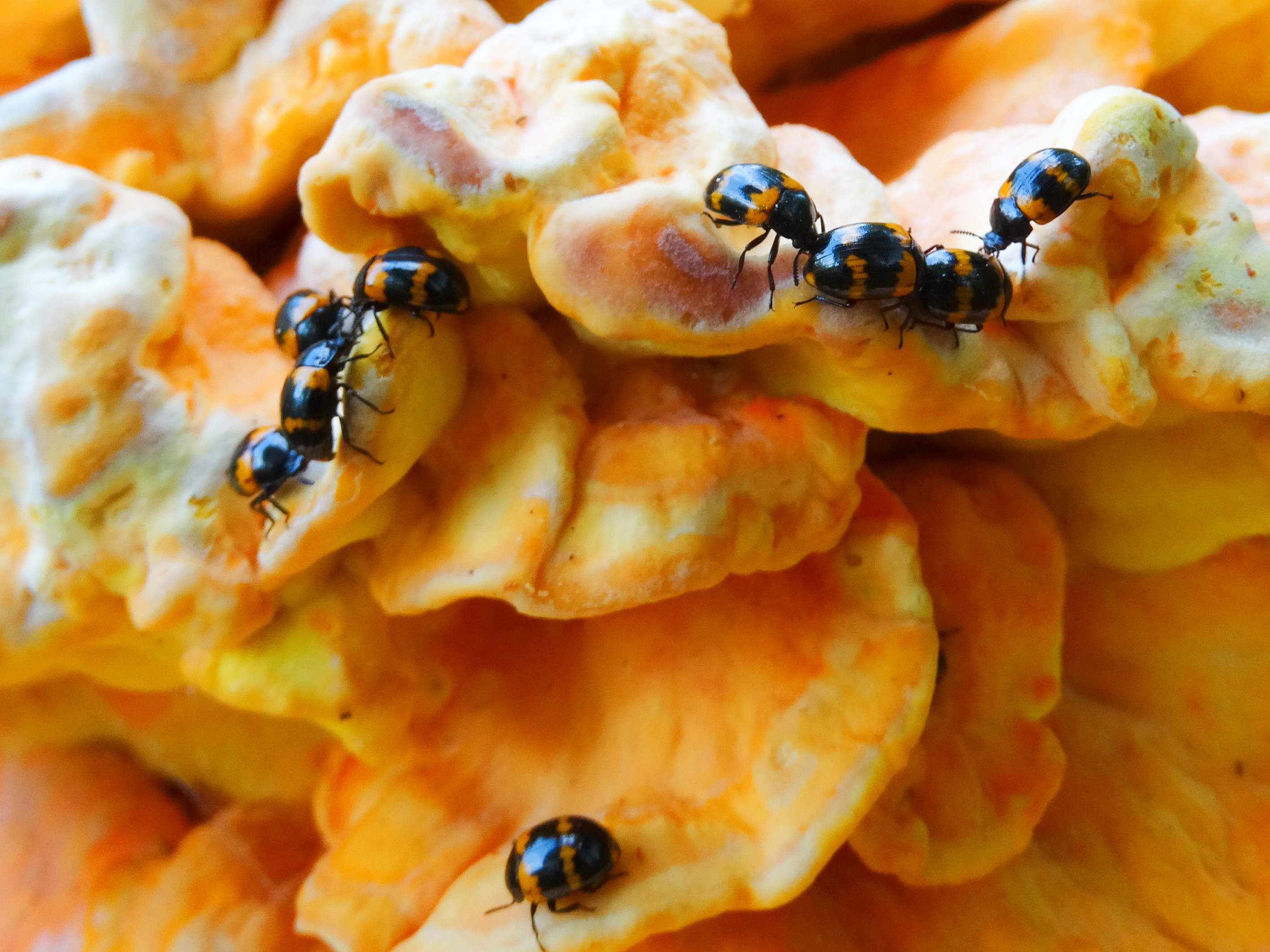 torretjes op zwavelzwam