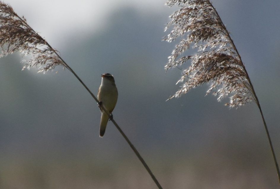Vogel op rietstengel