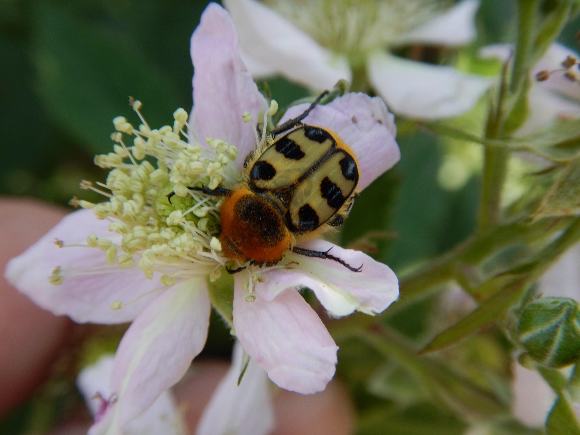 Hoe heet deze hommel/bij?