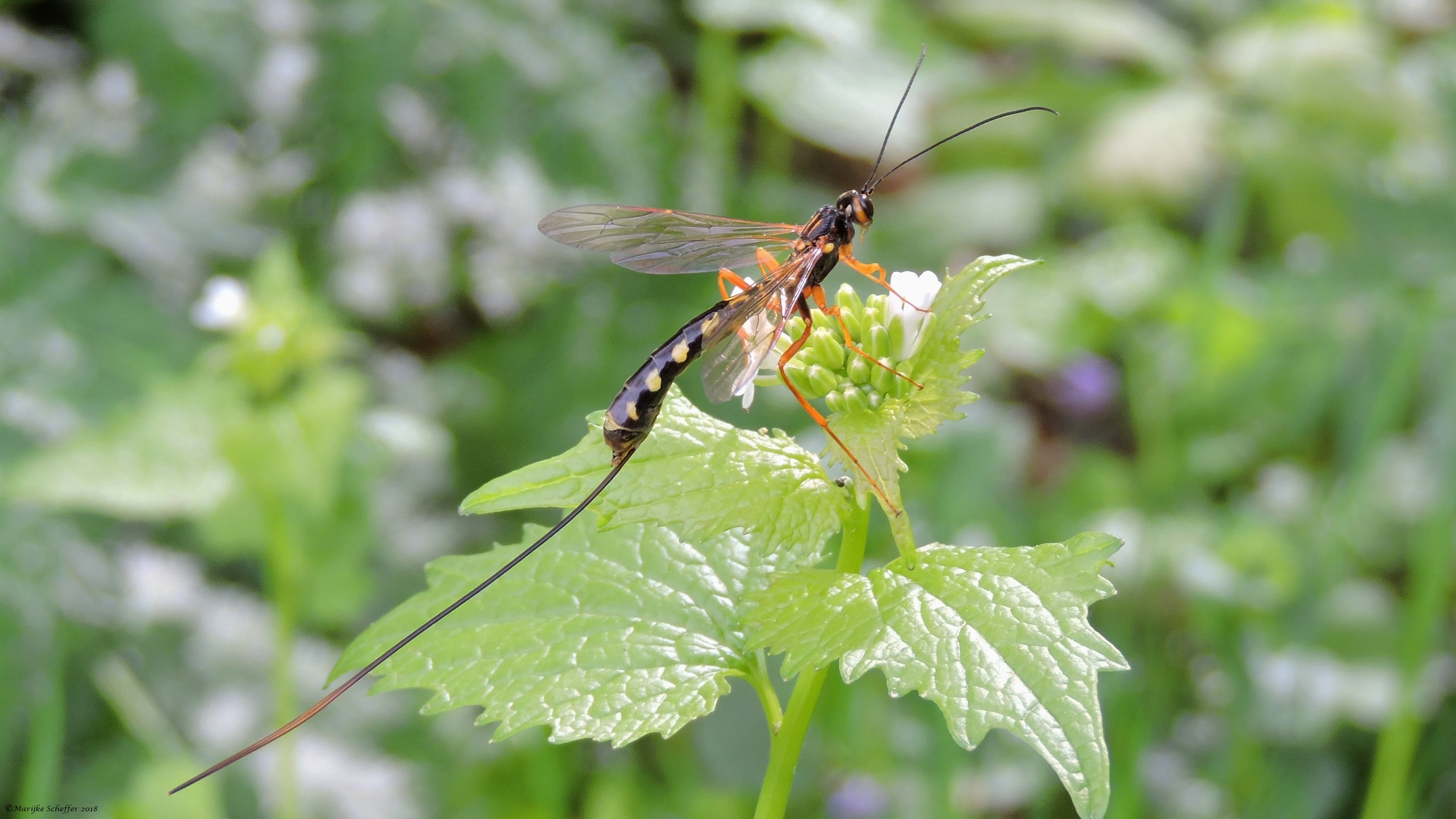 Groot prachtig en spannend