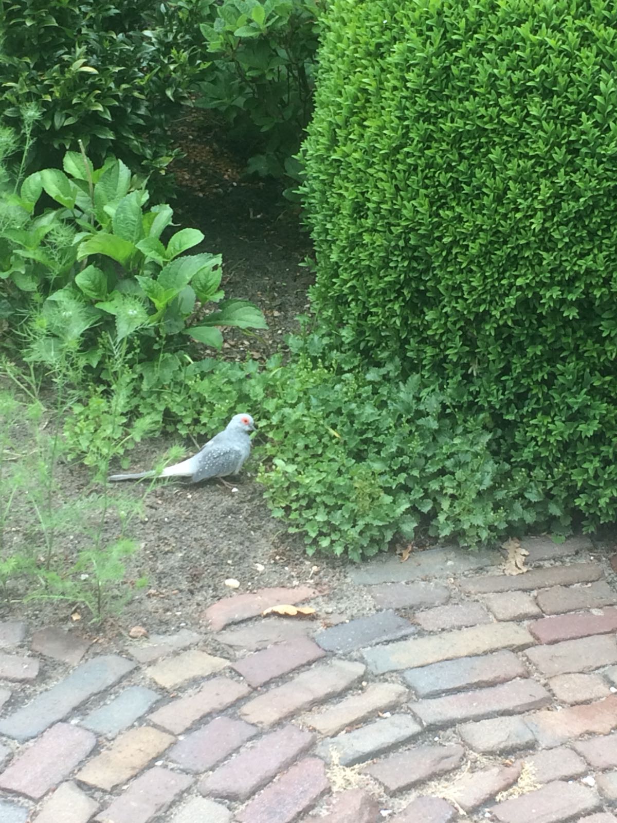 Welke vogel is dit?