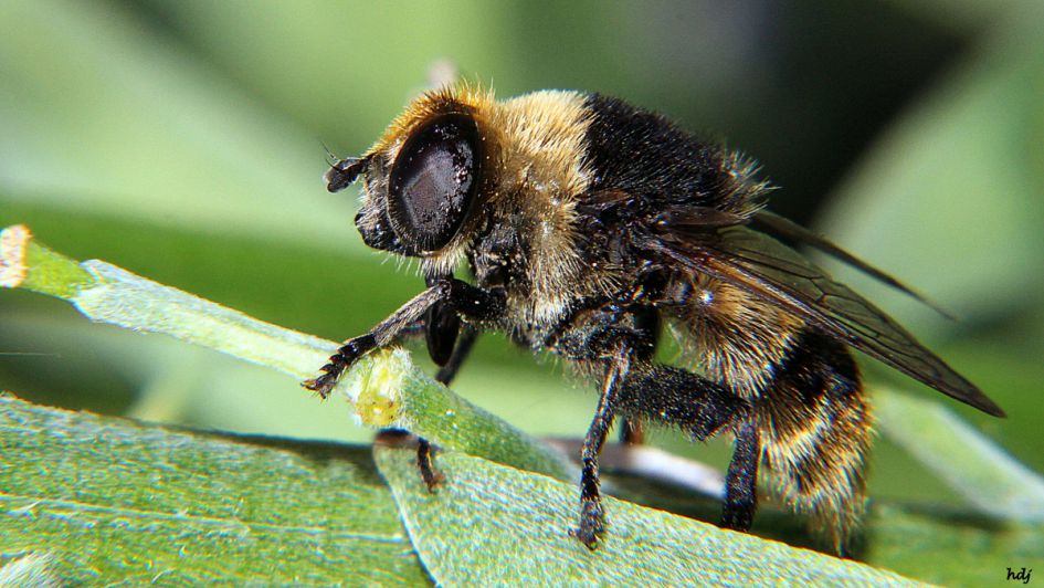 Is dit een paartje Blinde bij?