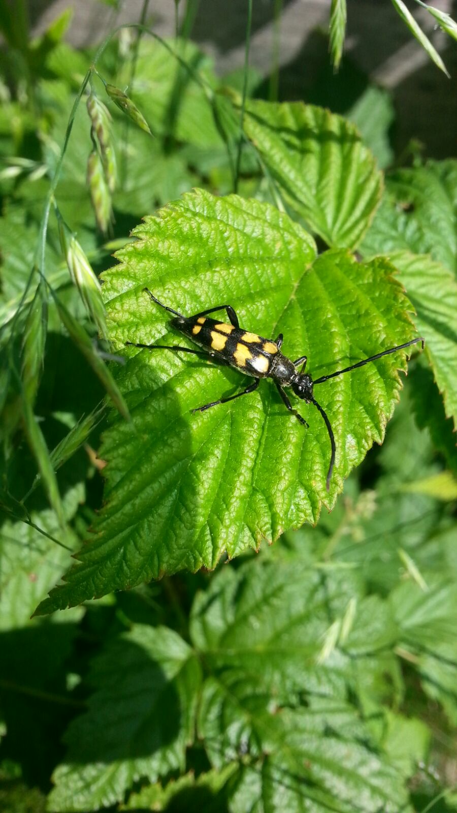 Weet iem de naam van deze tor?