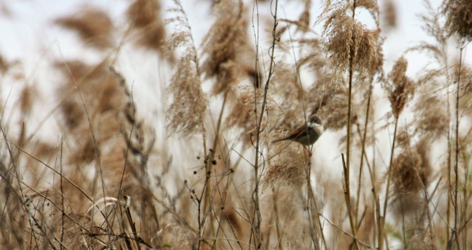 Welke vogel is dit ?