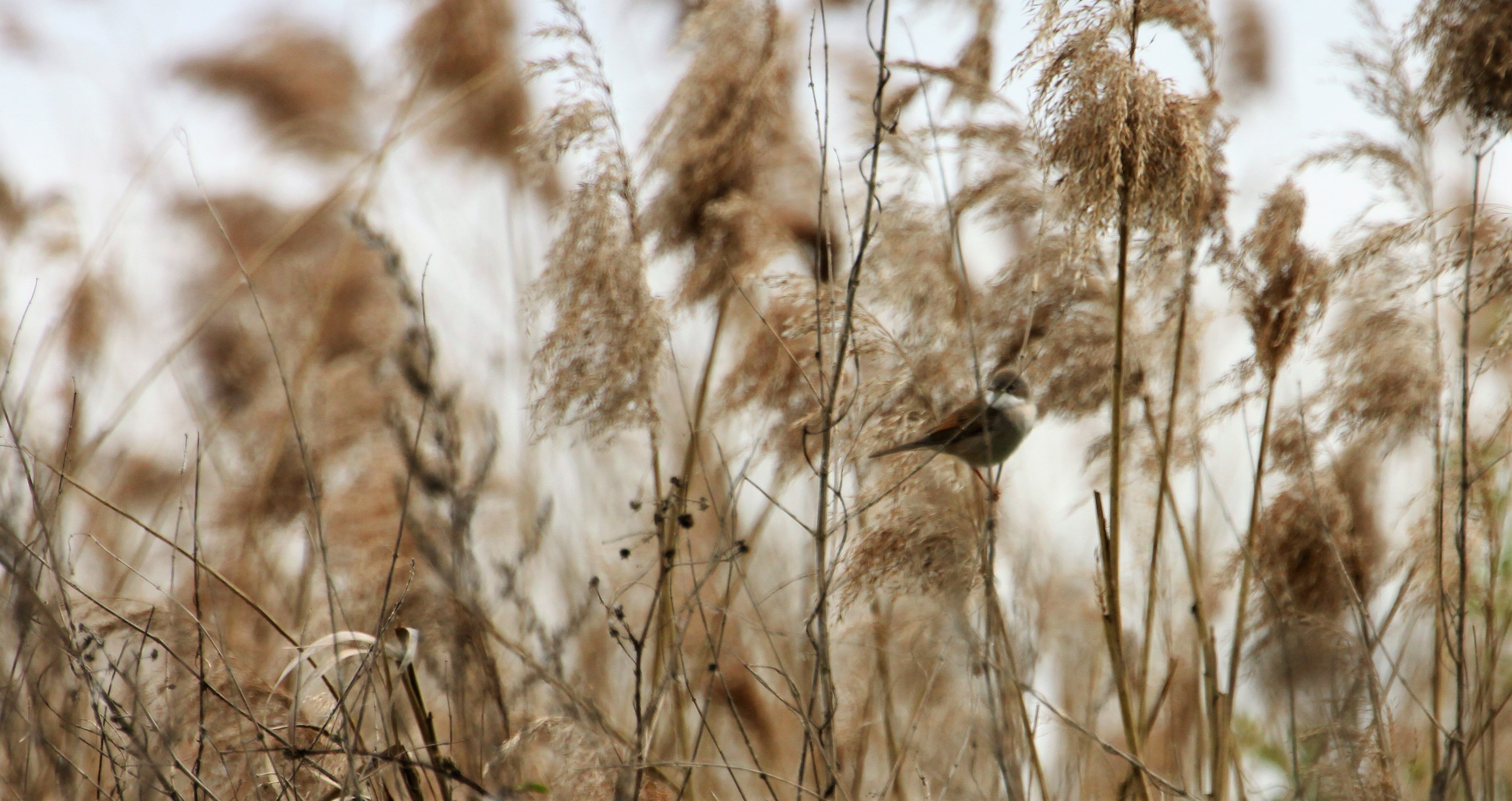 Welke vogel is dit ?