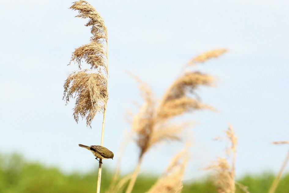 Welke vogel kan dit zijn ?