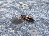 Onbekend insect