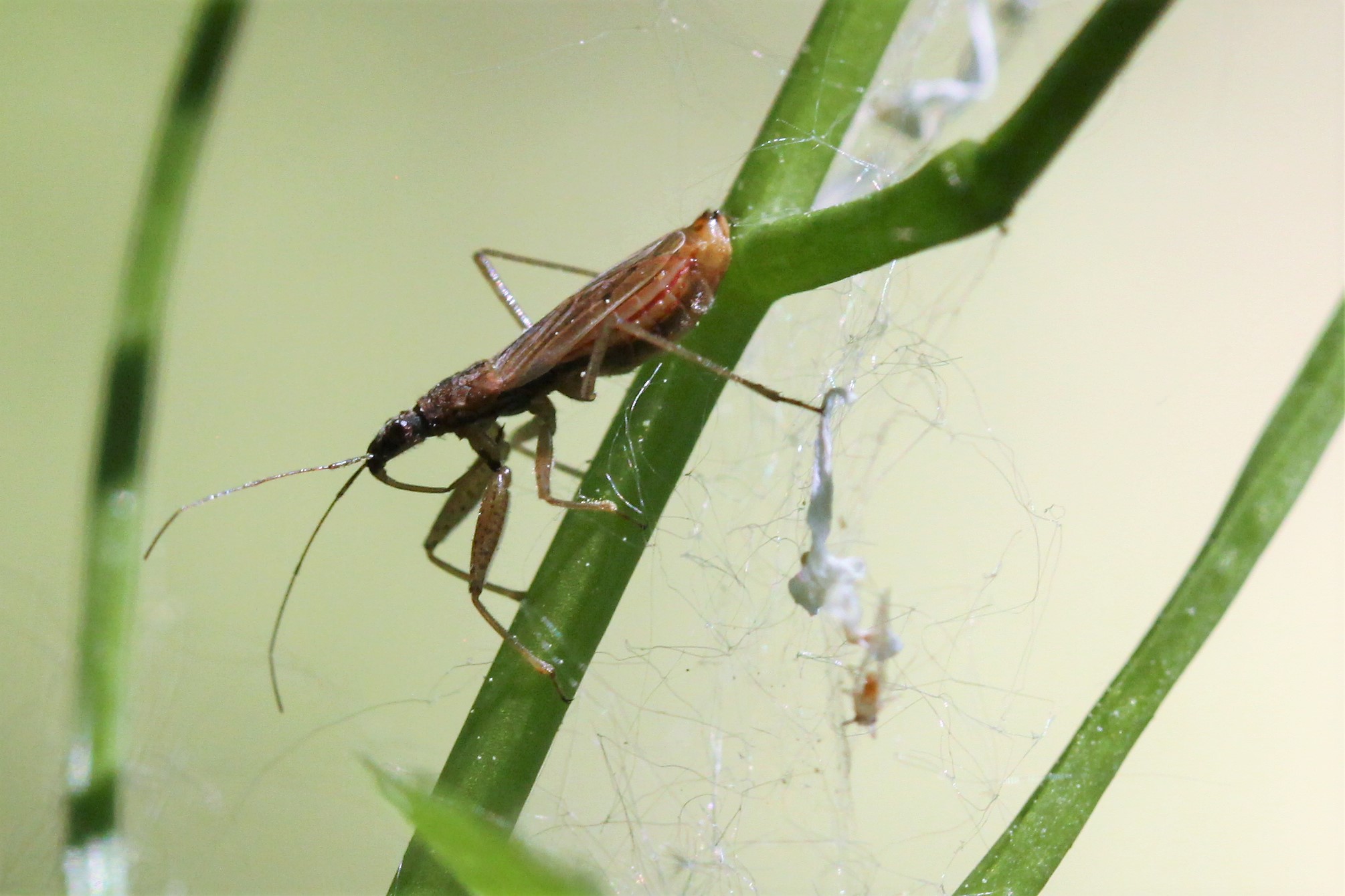 Welk insect is dit ?