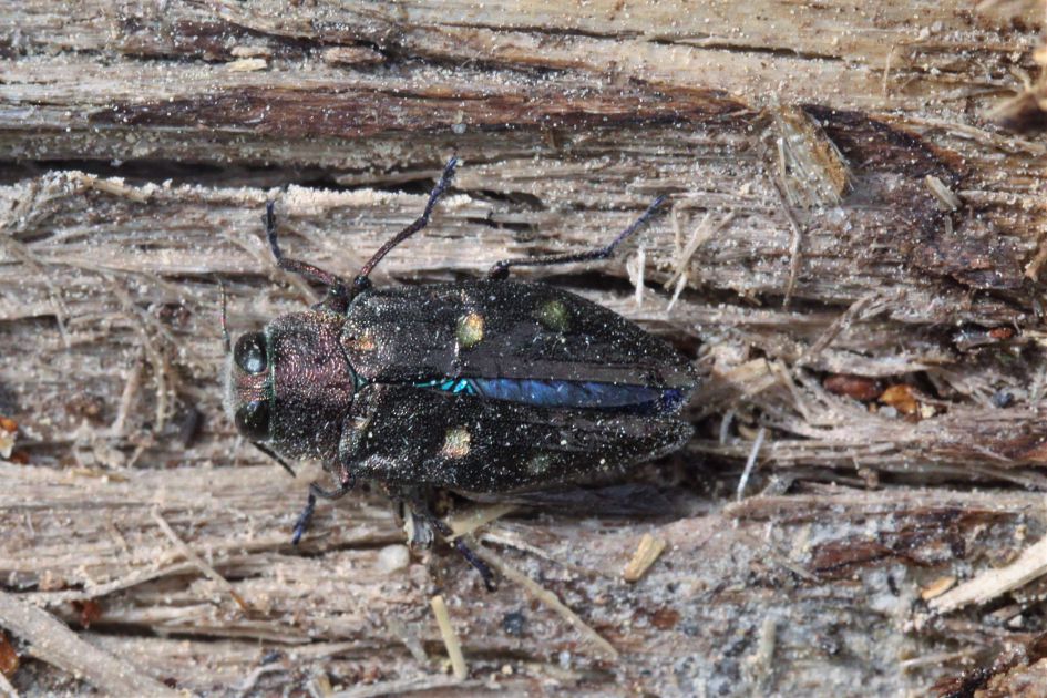 Dit insect heb ik nooit eerder gezien, wie kent het diertje?