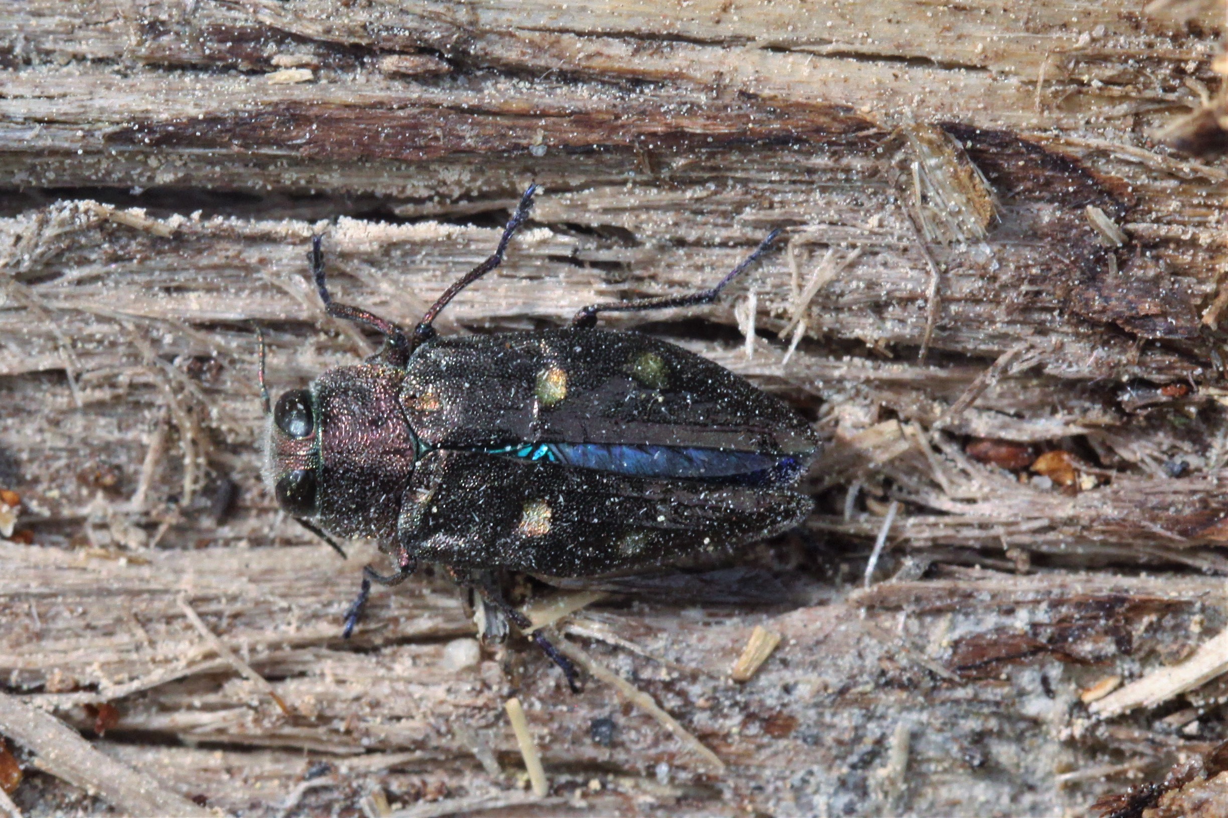 Dit insect heb ik nooit eerder gezien, wie kent het diertje?