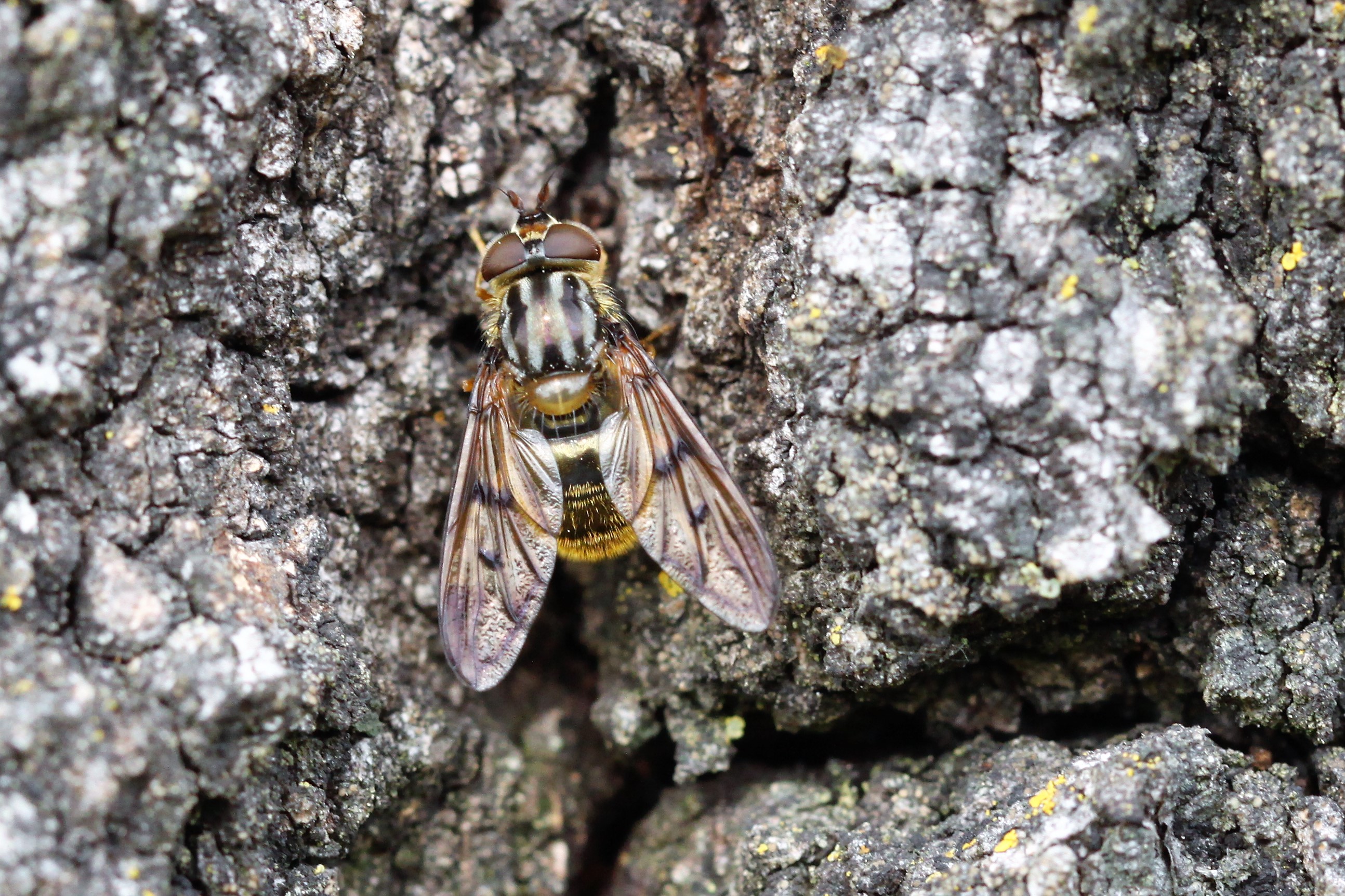 Wie kent deze vlieg?