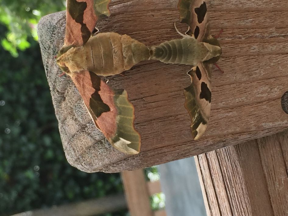 Ik kwam deze mot/ nachtvlinders tegen op mijn tuinbankje ongeveer 7 cm