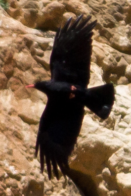 Wat voor vogel is dit in Andalusië, Spanje