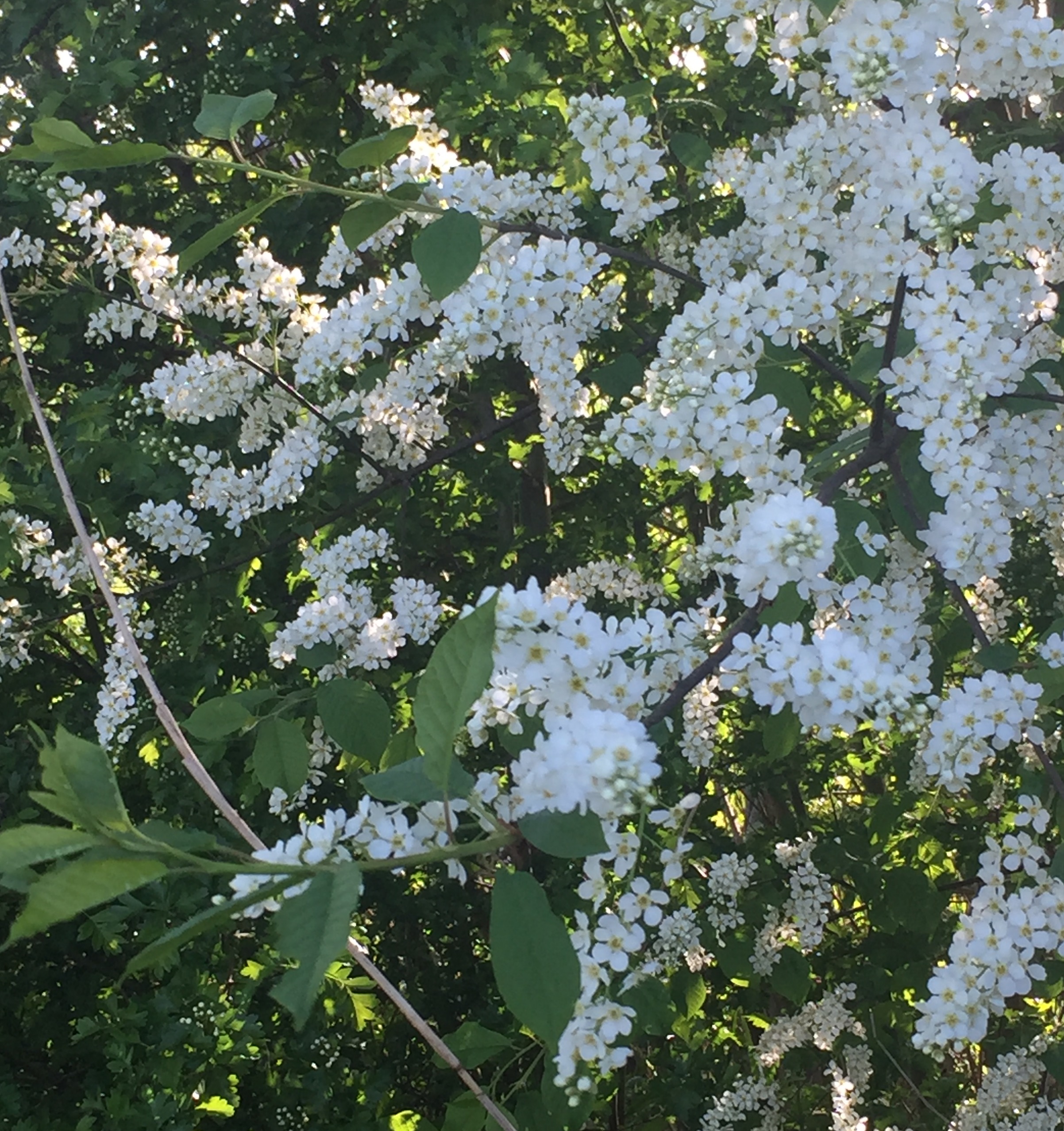 Wat voor een struik is dit?