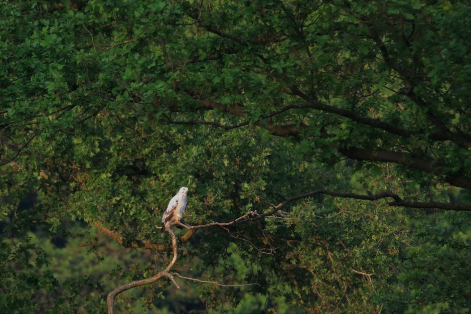 welke vogel is dit???