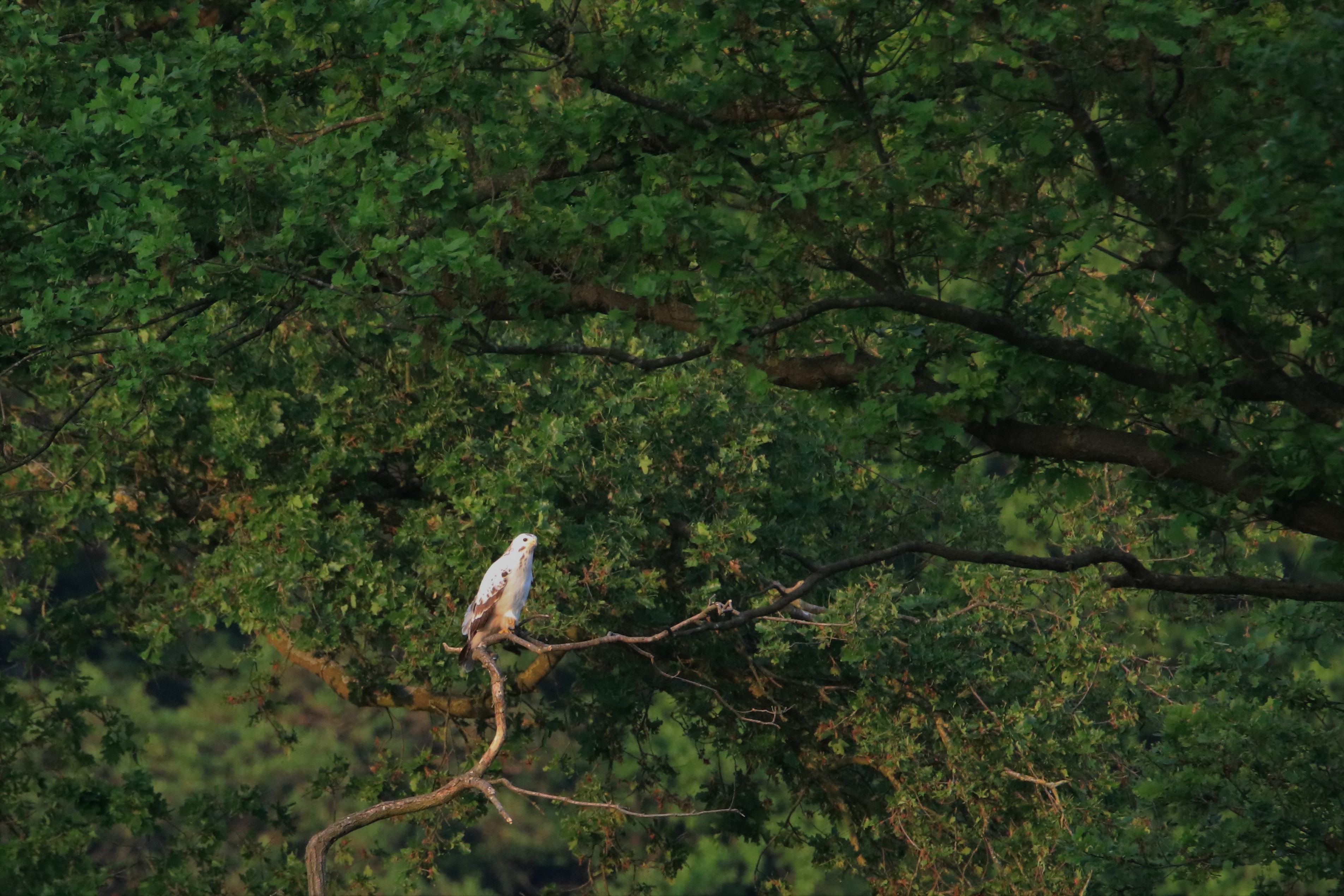 welke vogel is dit???