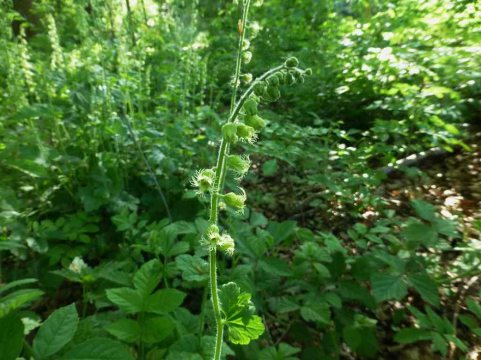 Hoe heet deze schoonheid ?