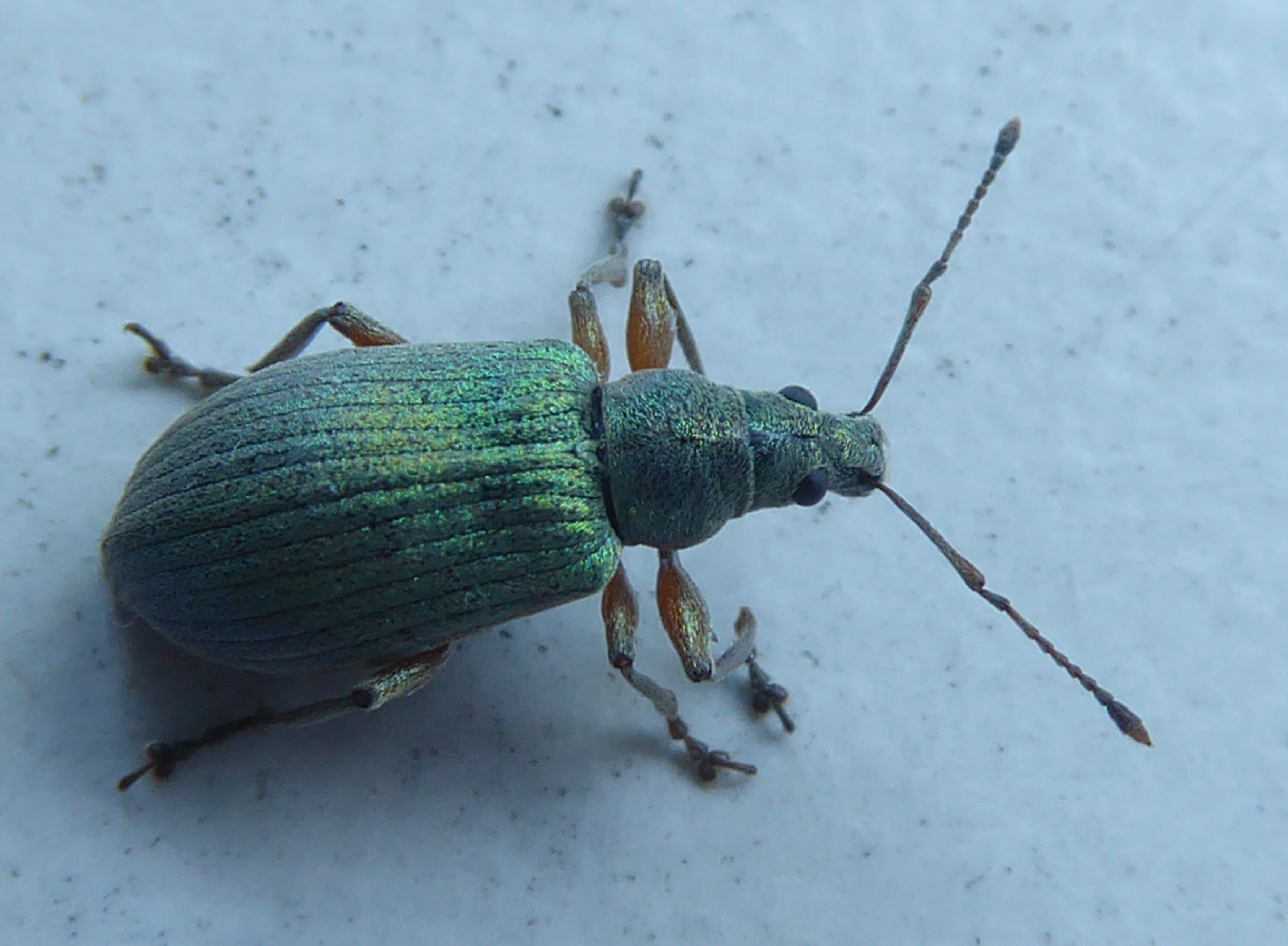 groene bladsnuitkever ?