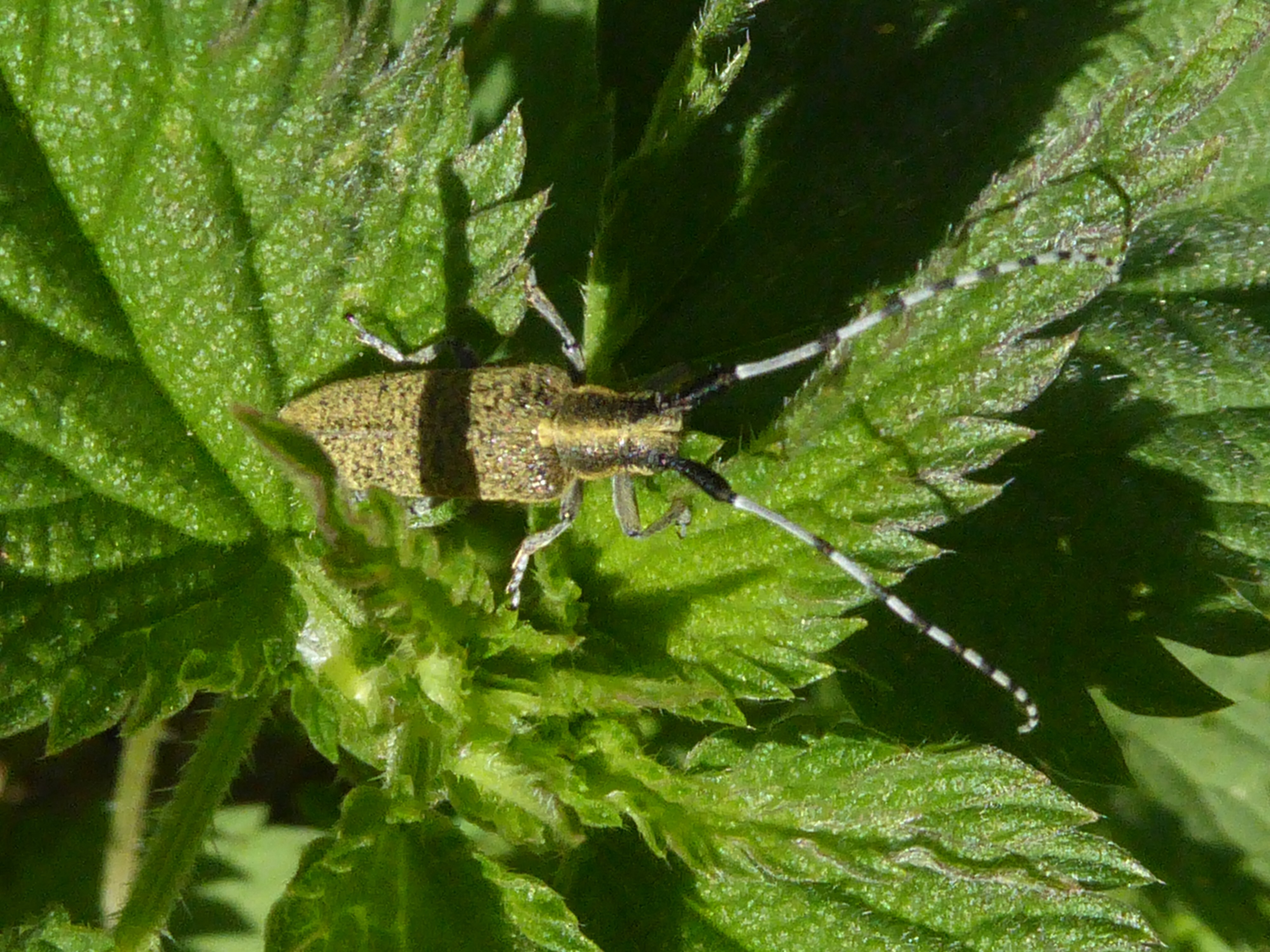 grote populierenboktor ?