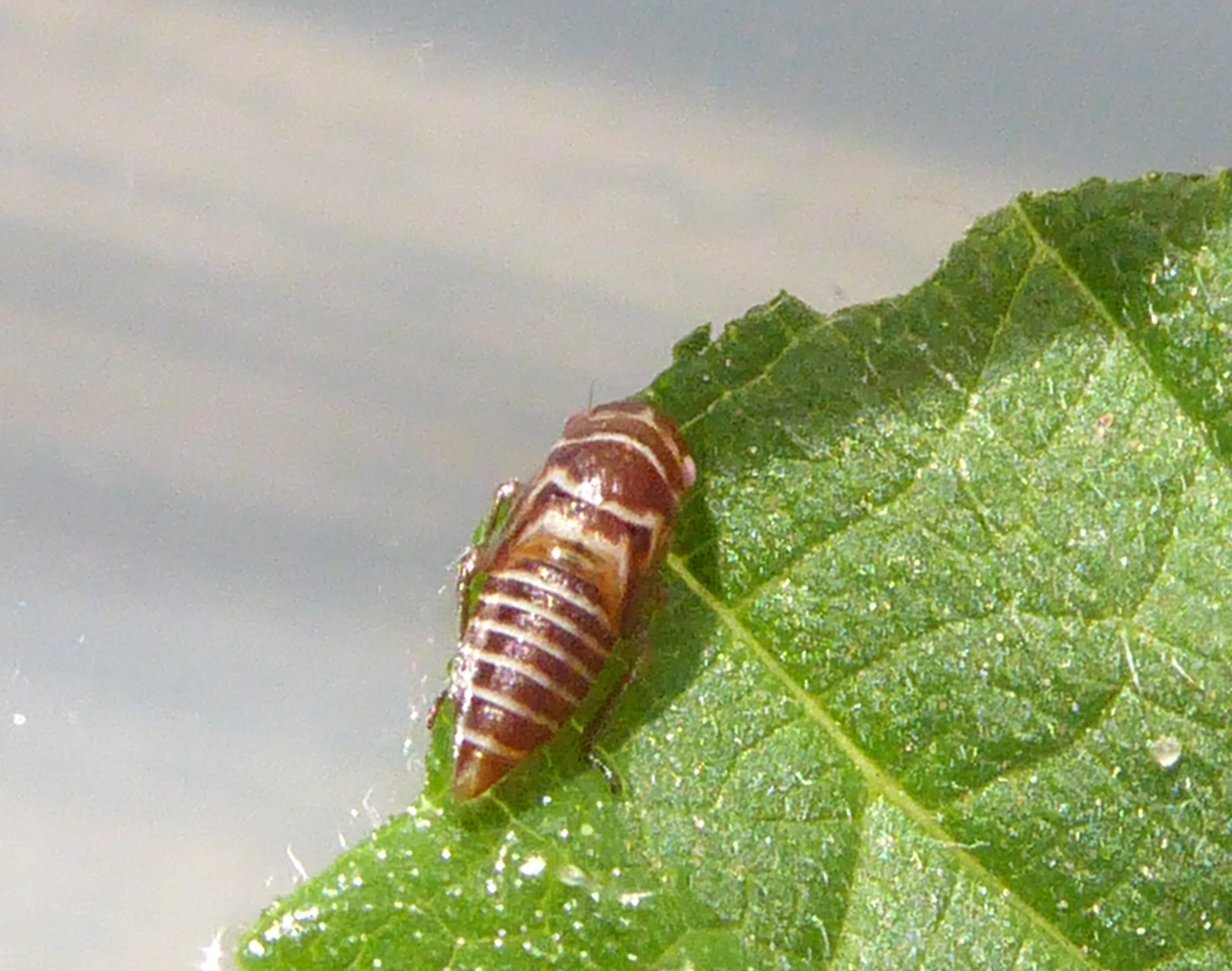 gestreepte eikenblindwants ?