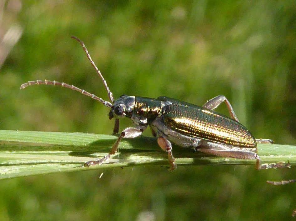 (mij) onbekende boktor
