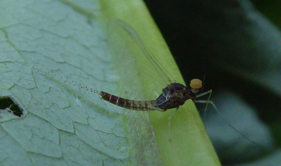 welke haft kan dit zijn?