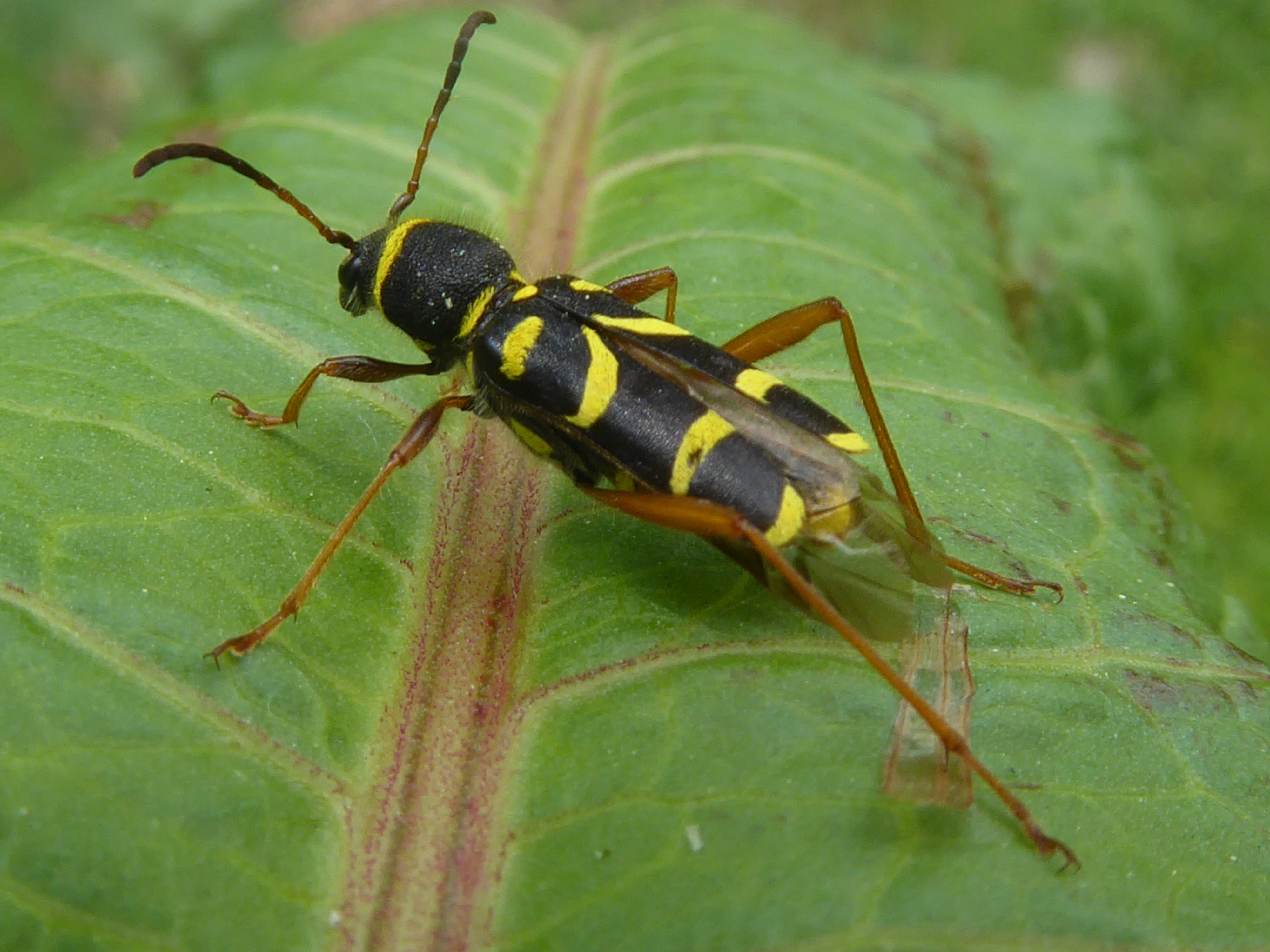 kleine wespenboktor ?