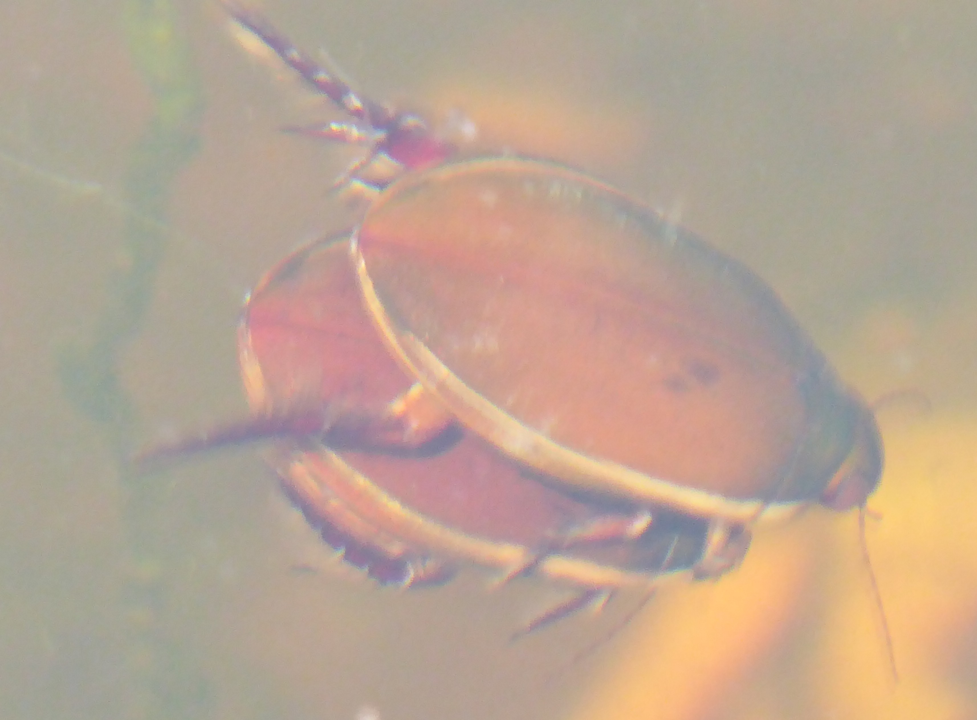 geelgerande waterkever ?