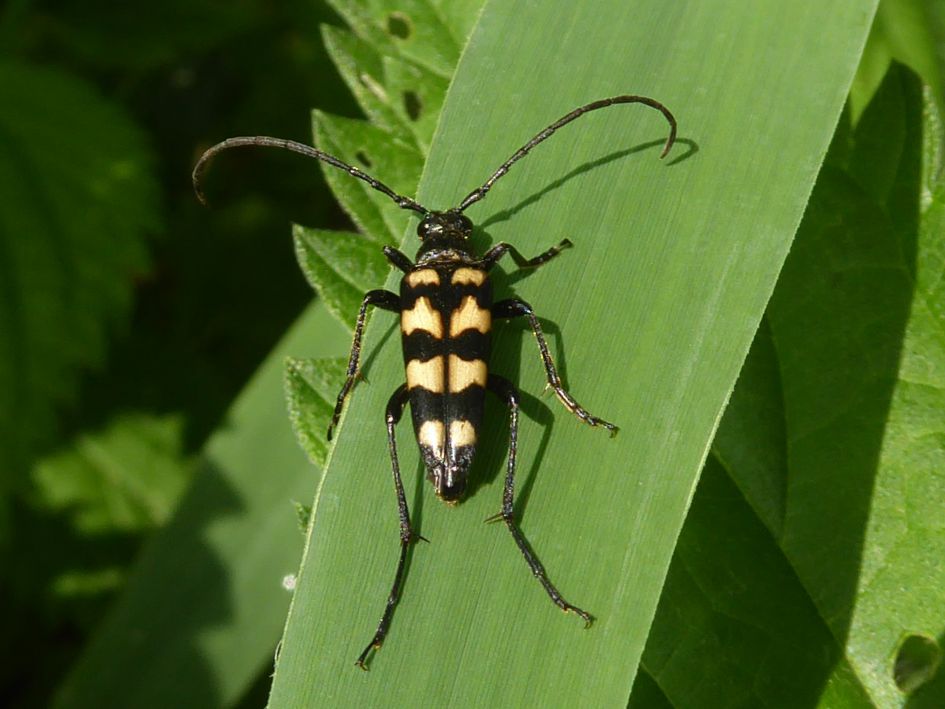 gevlekte smalboktor ?