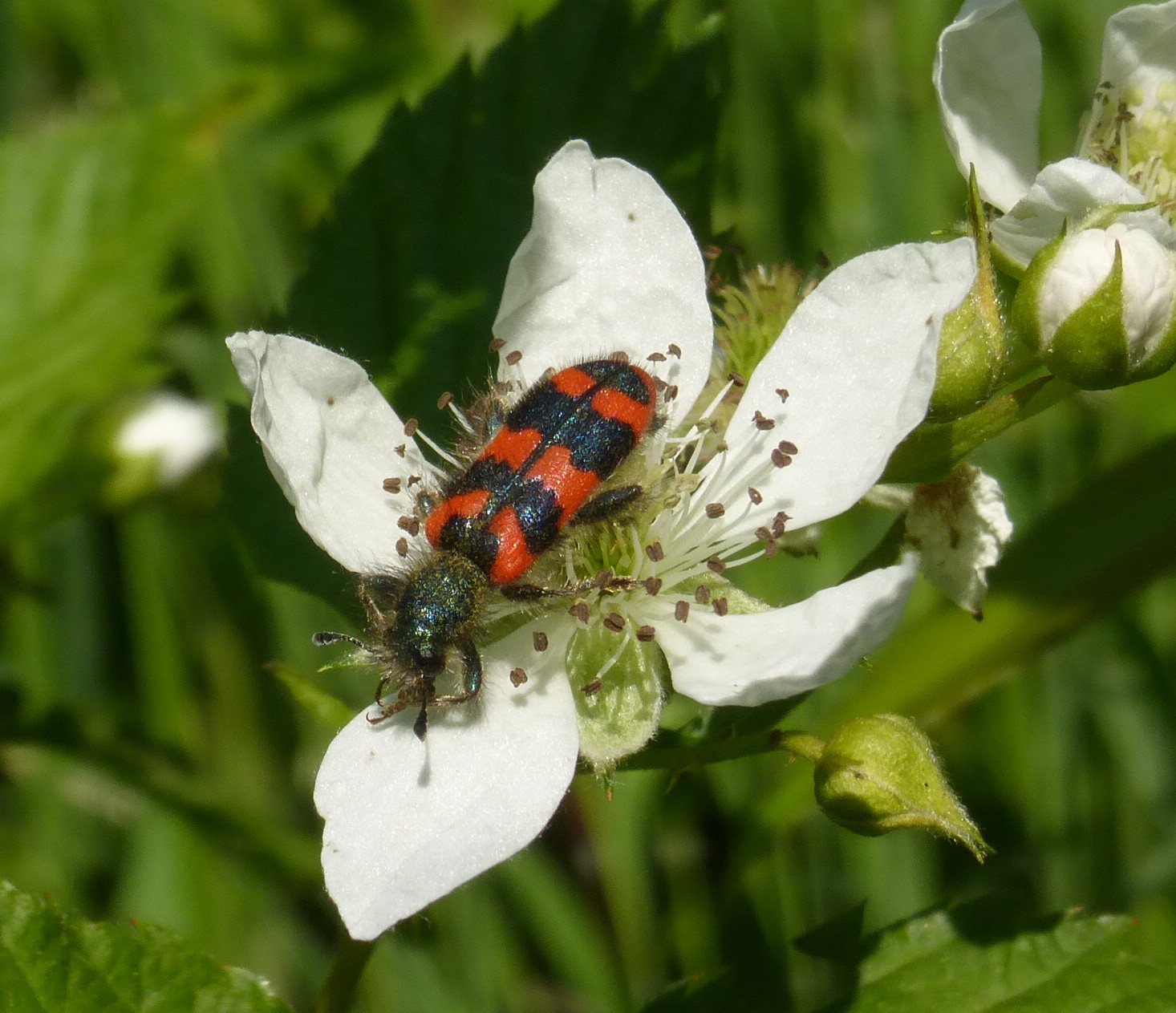 Is dit een boktor of een schijnboktor of een ander insect?