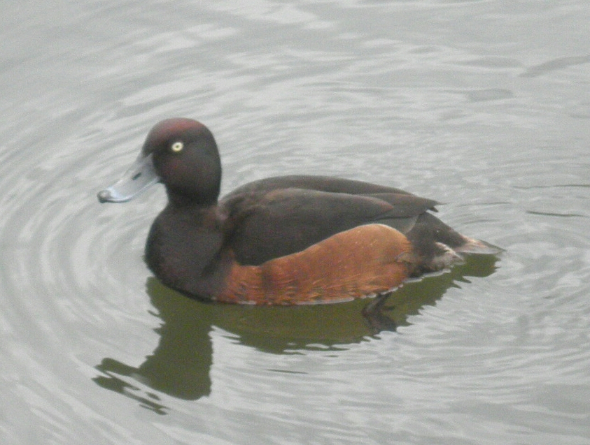 Wat voor eend is dit?