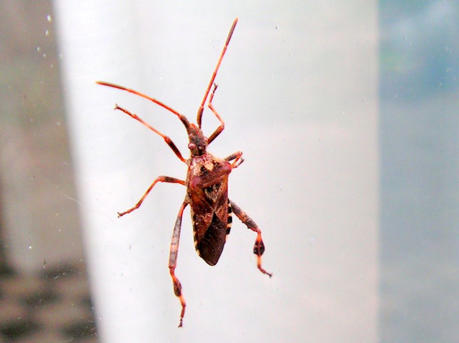 welk insect is dit ?