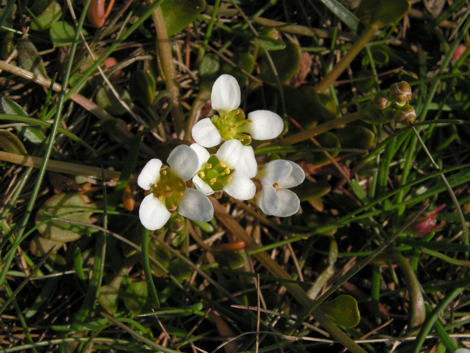 WELKE PLANT IS DIT ?