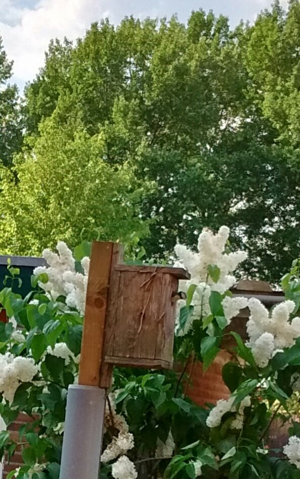 groot pimpelmezen nest