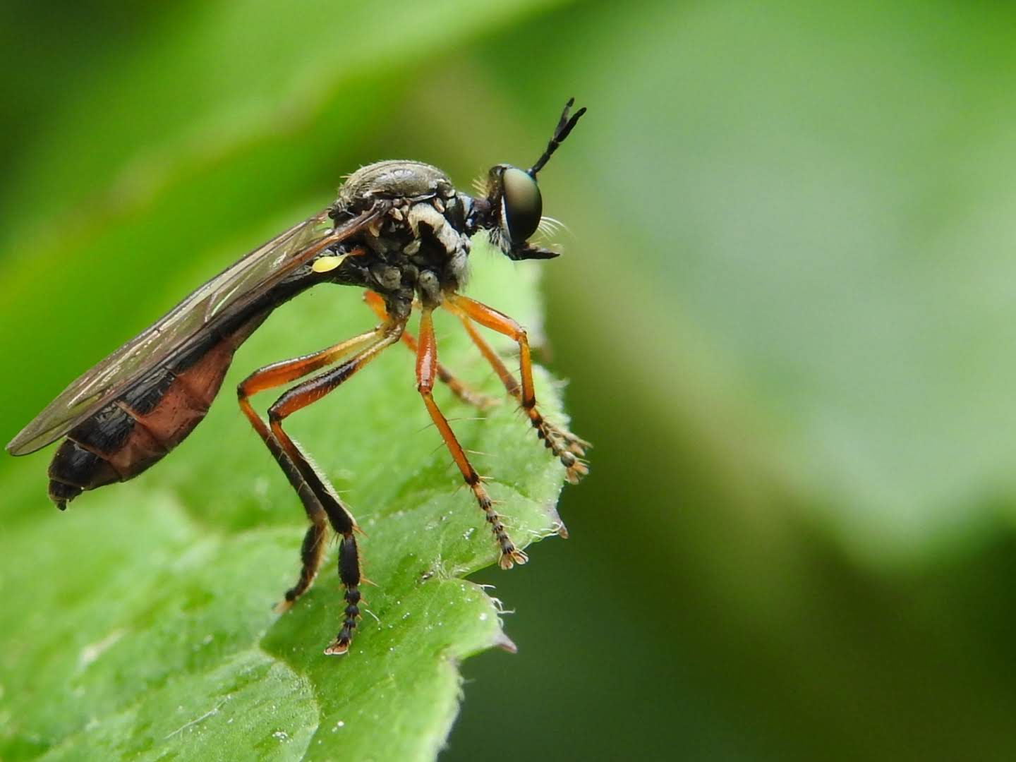 Insect